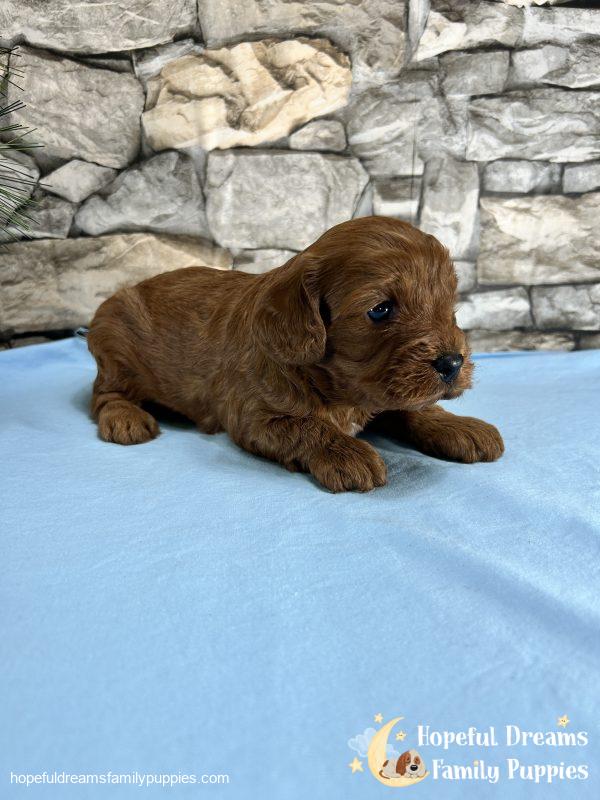 Mr. Whylie The Cavapoo