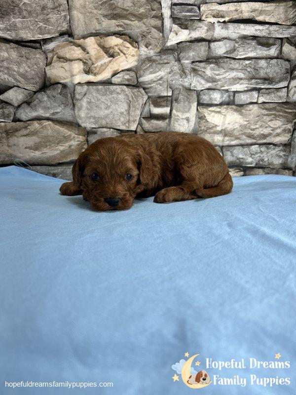 Mr. Whylie The Cavapoo - Image 2