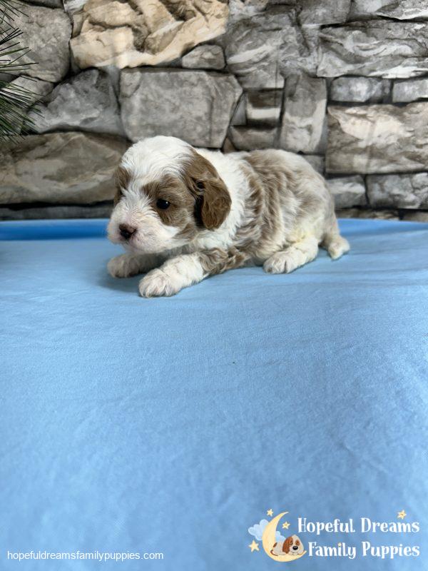 Mr. Biff the F1 Cavapoo - Image 2