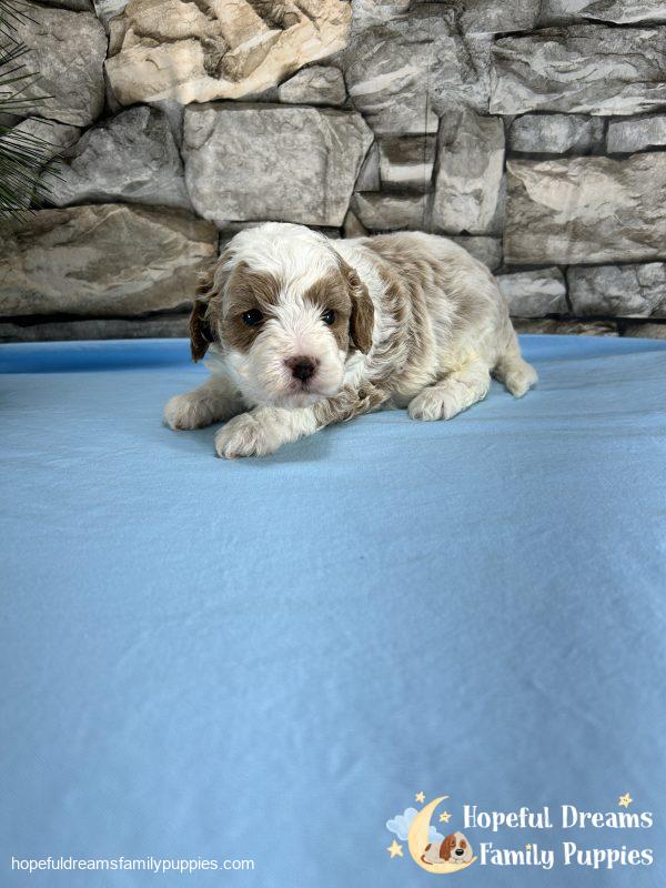 Mr. Biff the F1 Cavapoo - Image 3
