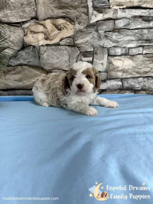 Mr. Biff the F1 Cavapoo