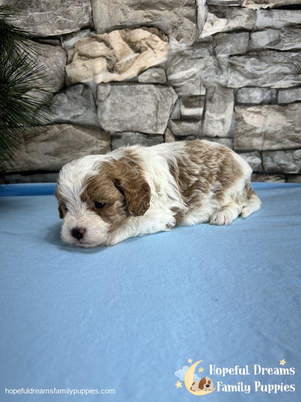 Mr. Bingo the F1 Cavapoo - Image 2