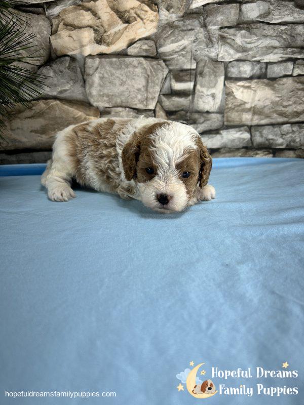 Mr. Bingo the F1 Cavapoo