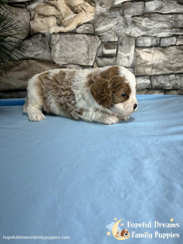 Mr. Bingo the F1 Cavapoo - Image 4