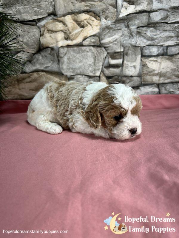 Ms. Blondie  the F1 Cavapoo - Image 2