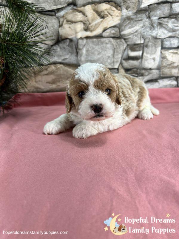 Ms. Blondie  the F1 Cavapoo