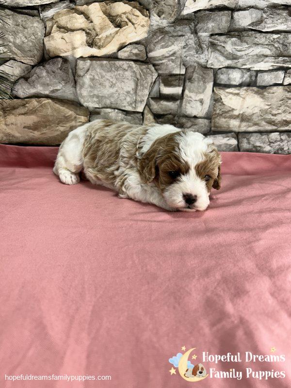 Ms. Blondie  the F1 Cavapoo - Image 4