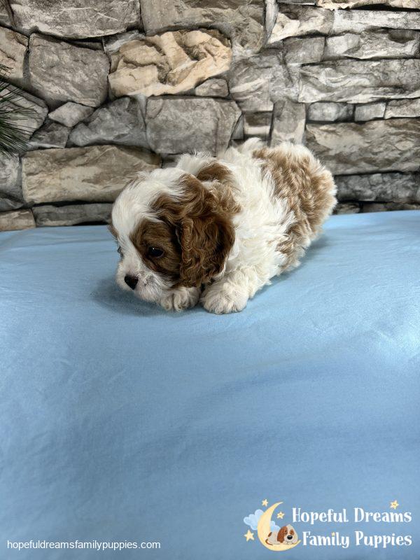 Mr. Bobby the F1 Cavapoo