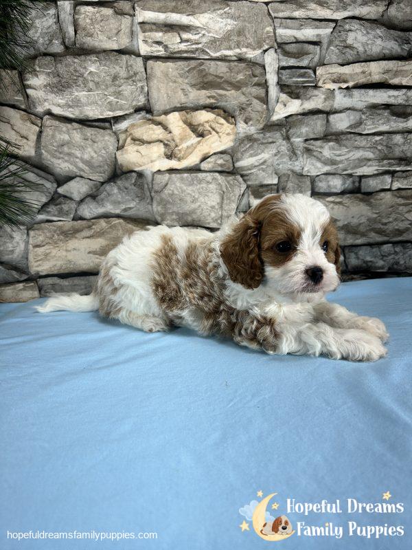 Mr. Bobby the F1 Cavapoo - Image 7