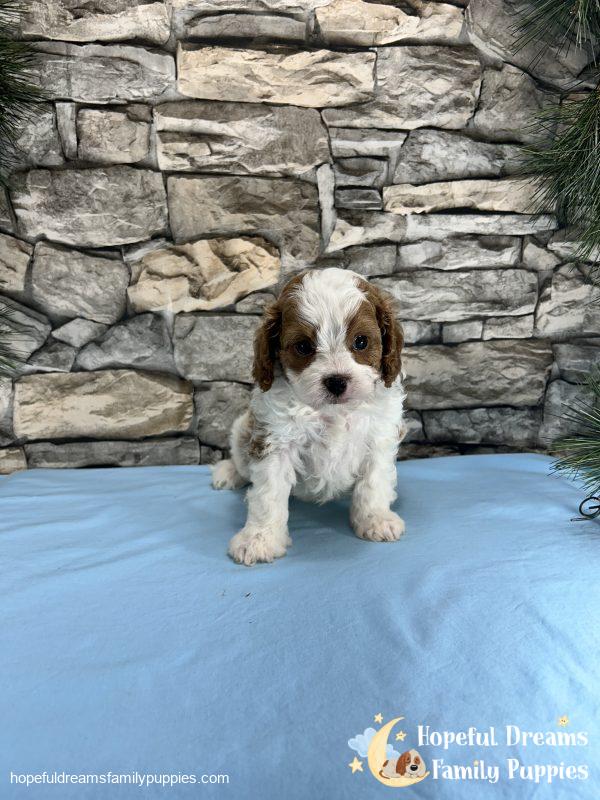 Mr. Bobby the F1 Cavapoo - Image 6