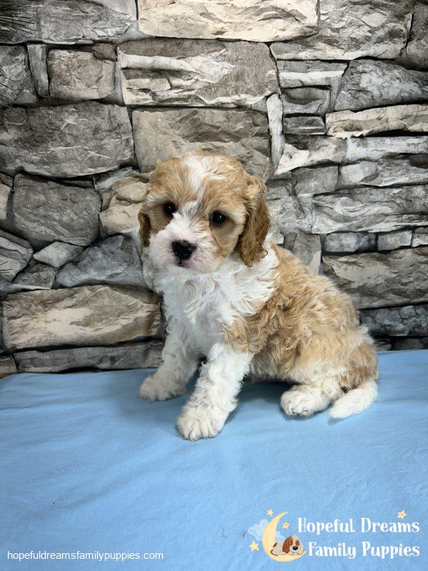 Mr. Bingo the F1 Cavapoo - Image 3