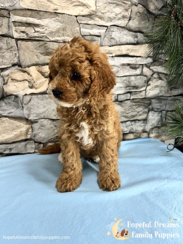 Mr. Snickers the Cavapoo - Image 3