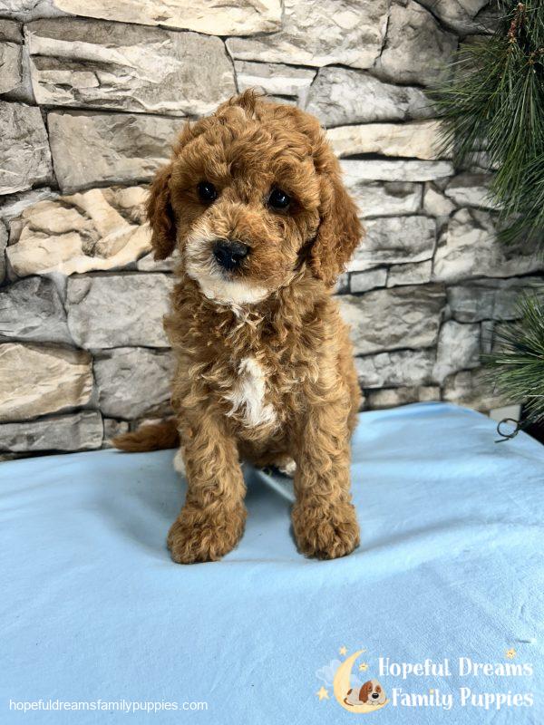 Mr. Snickers the Cavapoo