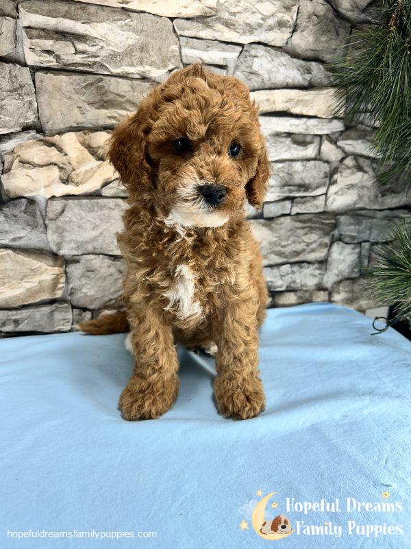 Mr. Snickers the Cavapoo - Image 6