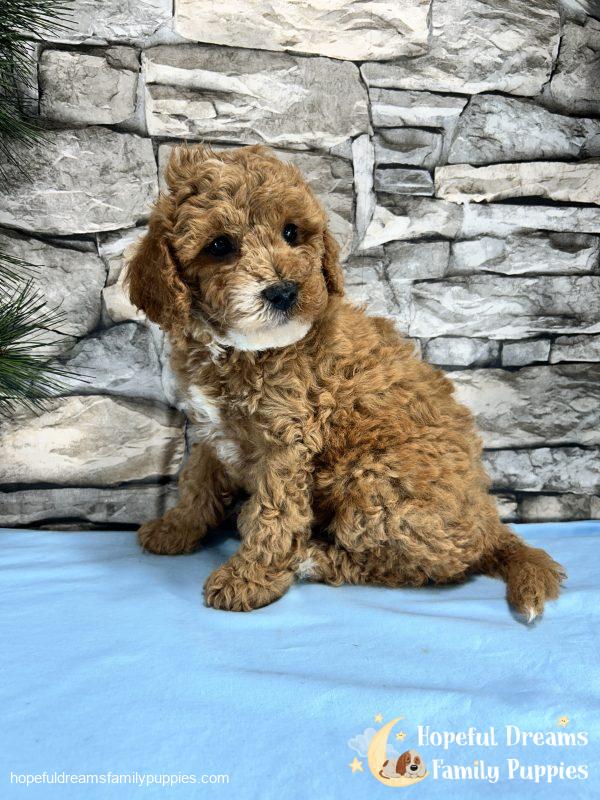Mr. Snickers the Cavapoo - Image 5