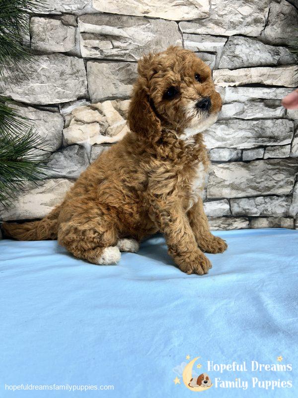 Mr. Snickers the Cavapoo - Image 8