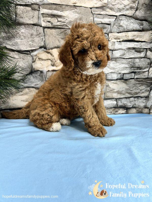 Mr. Snickers the Cavapoo - Image 7