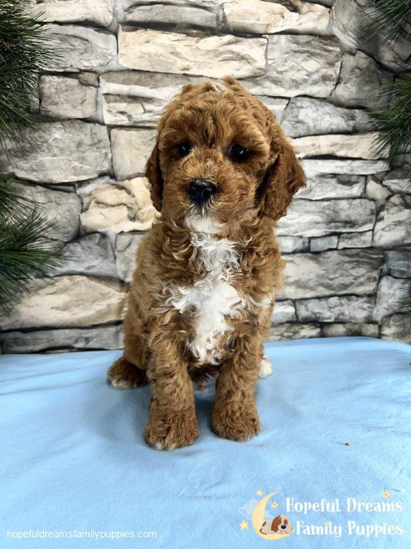 Mr. Snoopy the Cavapoo