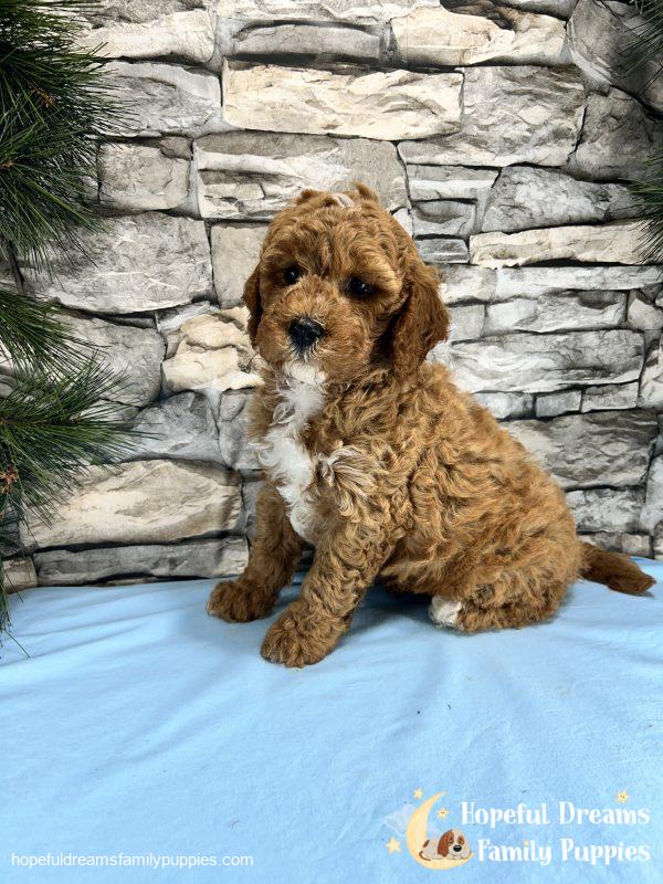 Mr. Snoopy the Cavapoo - Image 4