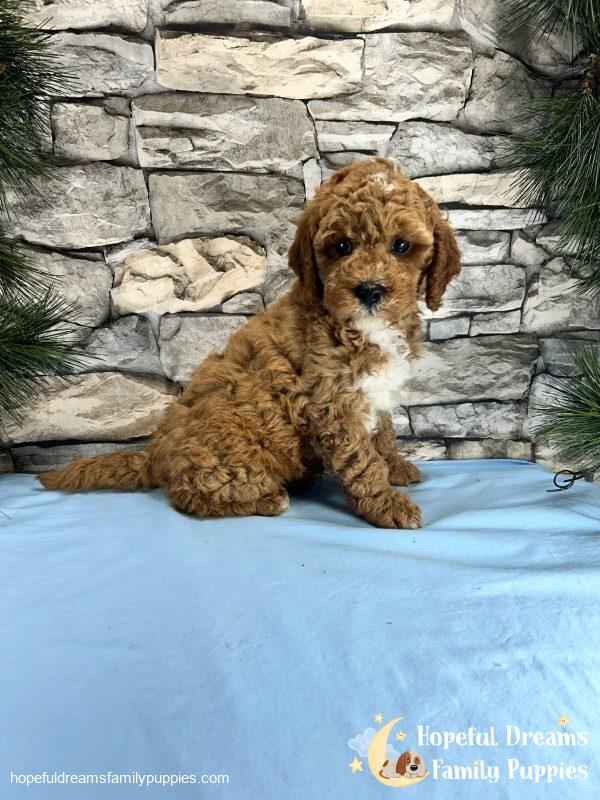 Mr. Snoopy the Cavapoo - Image 3