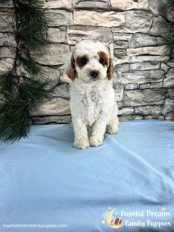 Mr. Sparky the Cavapoo