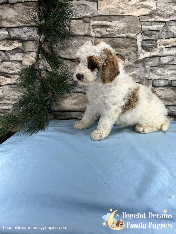 Mr. Sparky the Cavapoo - Image 6