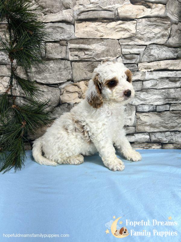 Mr. Sparky the Cavapoo - Image 5