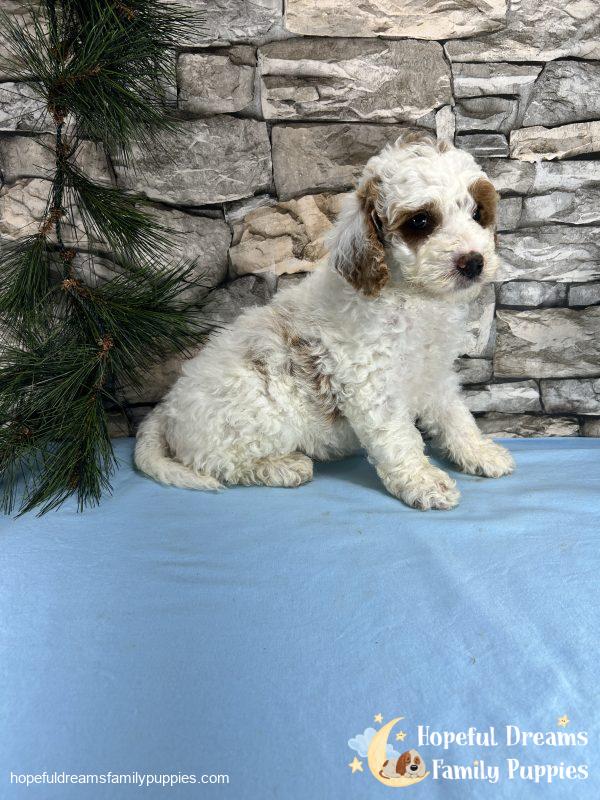 Mr. Sparky the Cavapoo - Image 4