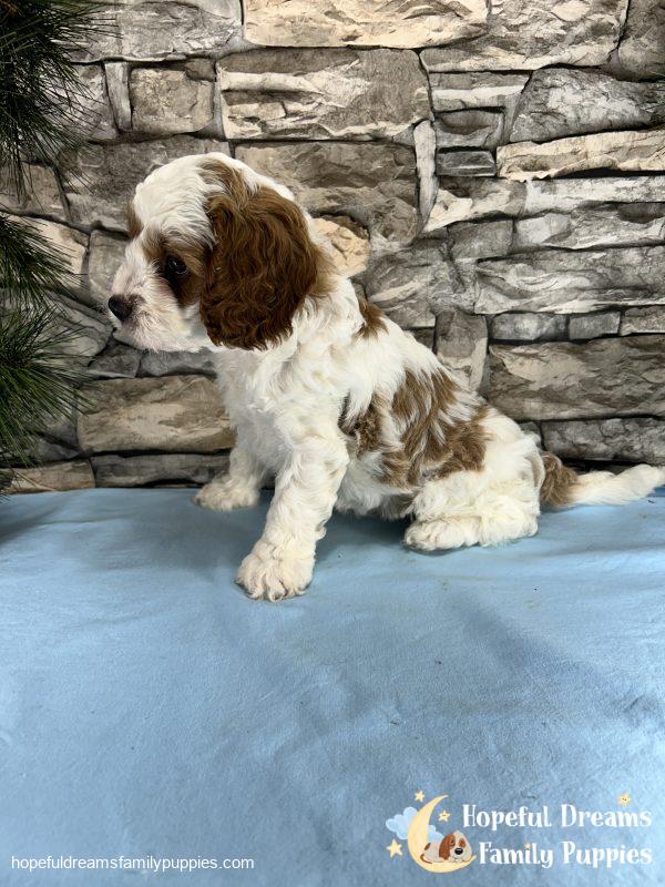 Mr. Willie The Cavapoo - Image 6