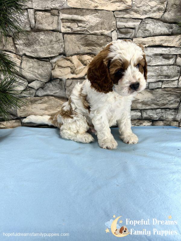 Mr. Willie The Cavapoo - Image 5