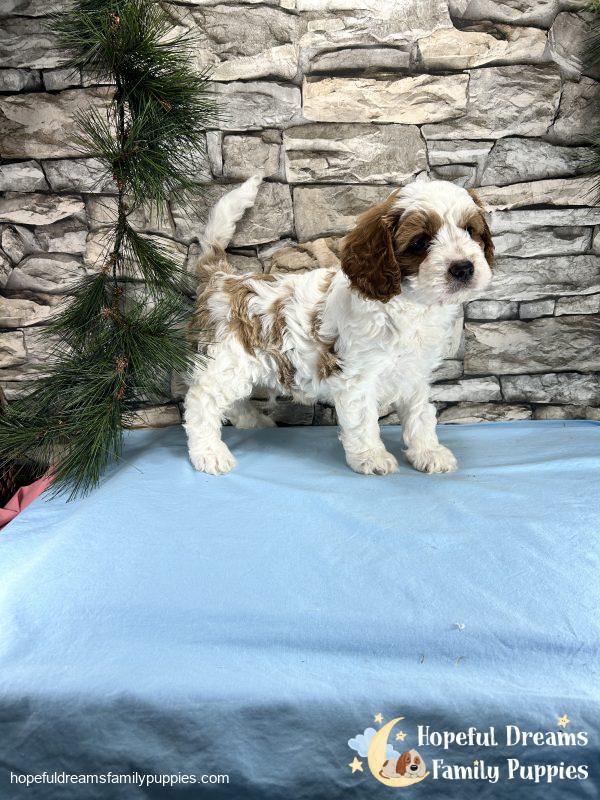 Mr. Willie The Cavapoo