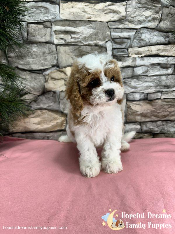 Ms. Blondie  the F1 Cavapoo