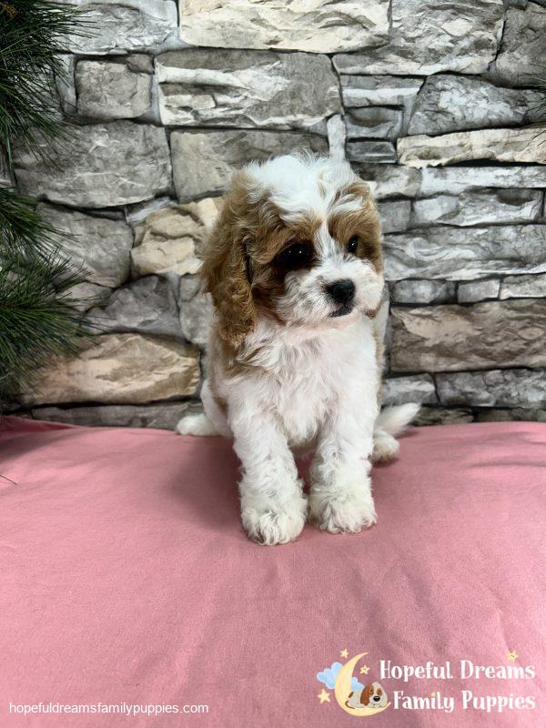Ms. Blondie  the F1 Cavapoo - Image 2
