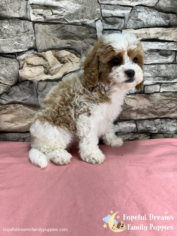 Ms. Blondie  the F1 Cavapoo - Image 3