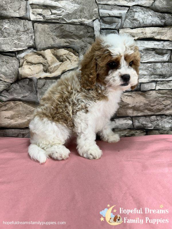 Ms. Blondie  the F1 Cavapoo - Image 4