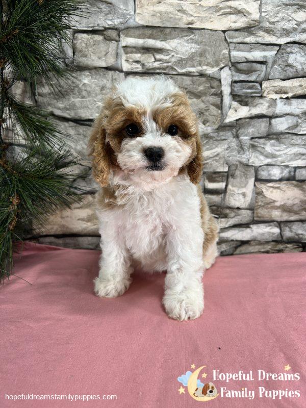 Ms. Blondie  the F1 Cavapoo - Image 5
