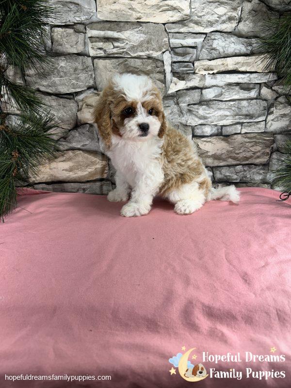 Ms. Blondie  the F1 Cavapoo - Image 7