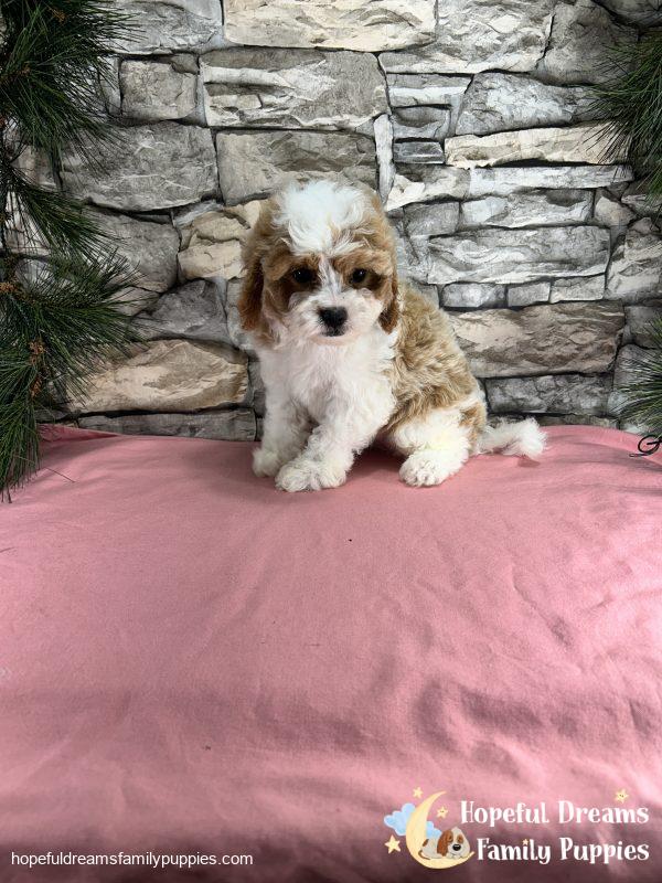 Ms. Blondie  the F1 Cavapoo - Image 8