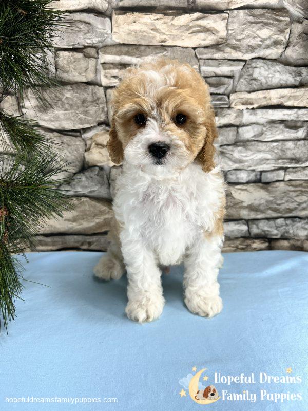 Mr. Bingo the F1 Cavapoo - Image 4