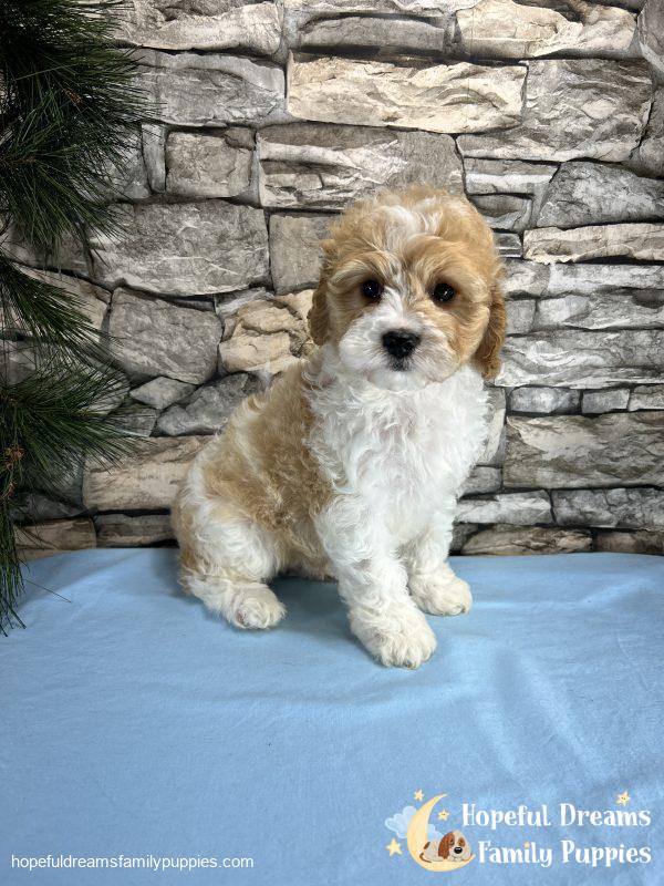 Mr. Bingo the F1 Cavapoo - Image 5