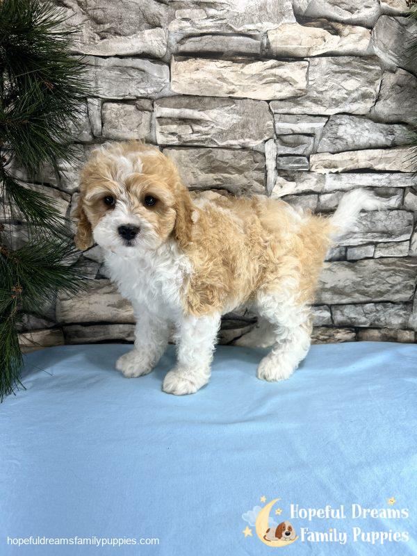 Mr. Bingo the F1 Cavapoo
