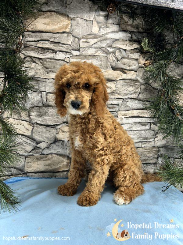 Mr. Snickers the F1B Cavapoo - Image 2