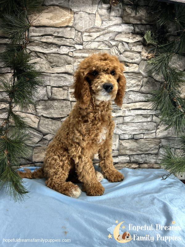 Mr. Snickers the F1B Cavapoo - Image 3