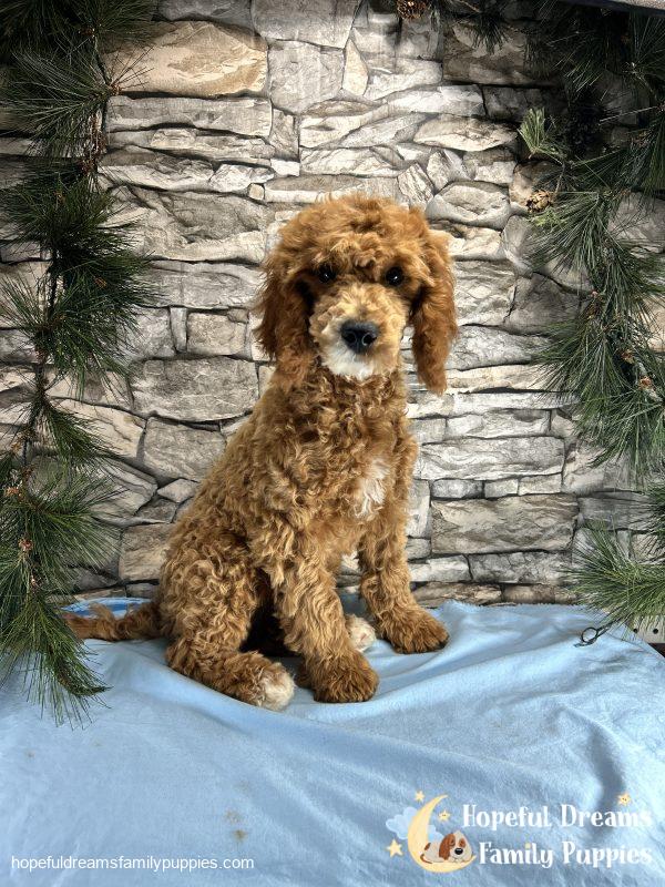 Mr. Snickers the F1B Cavapoo