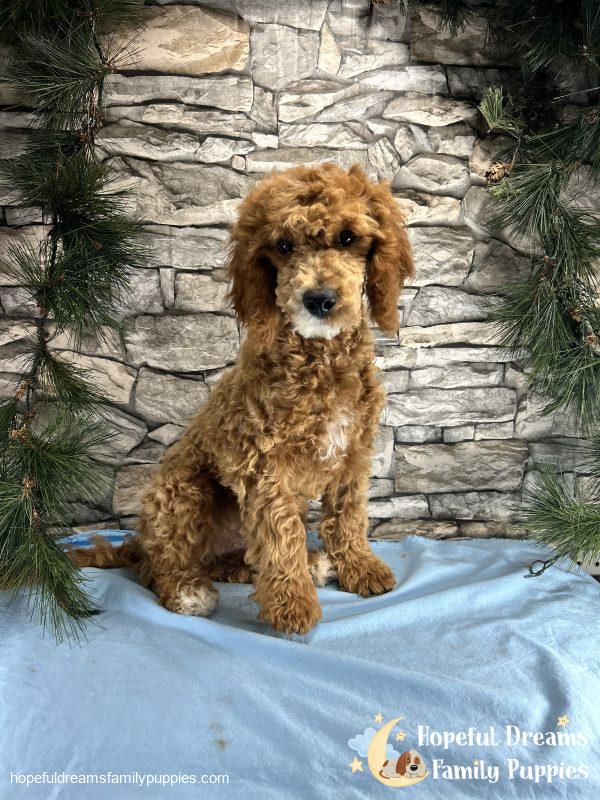Mr. Snickers the F1B Cavapoo - Image 5