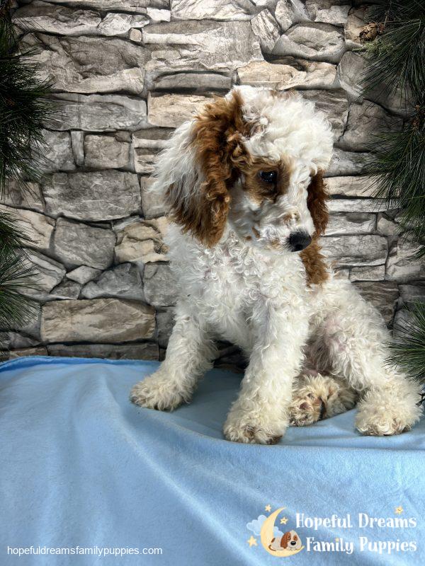 Mr. Sparky the F1B Cavapoo - Image 2