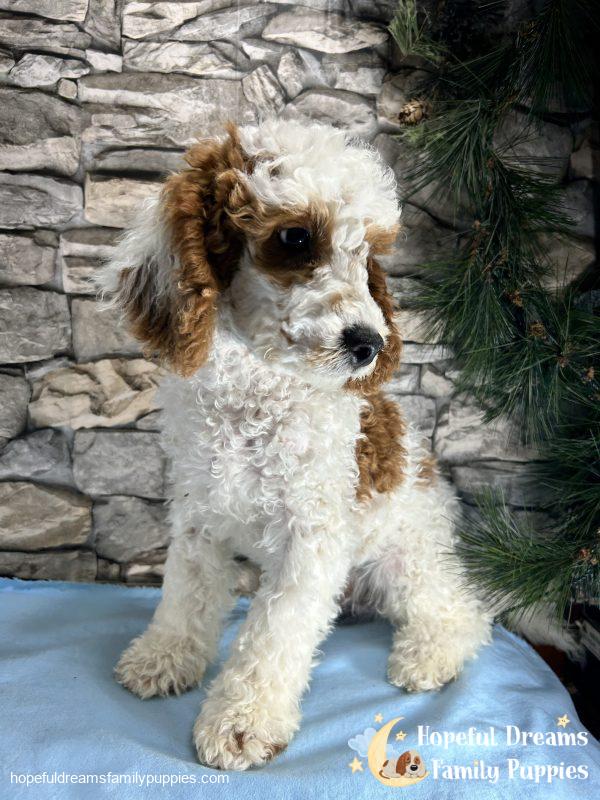 Mr. Sparky the F1B Cavapoo