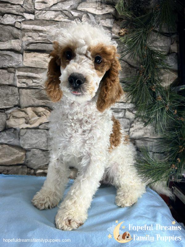 Mr. Sparky the F1B Cavapoo - Image 4
