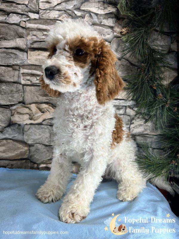 Mr. Sparky the F1B Cavapoo - Image 5