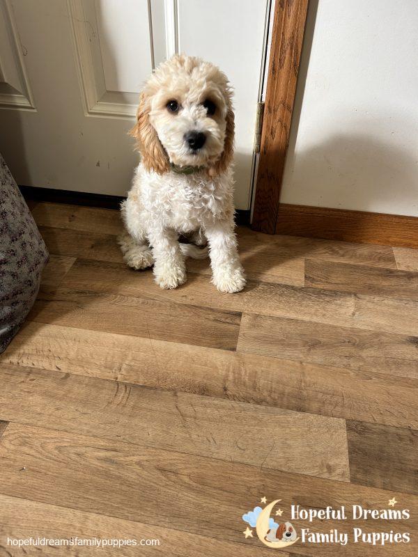 Mr. Bingo the F1 Cavapoo (Crate Trained) - Image 4